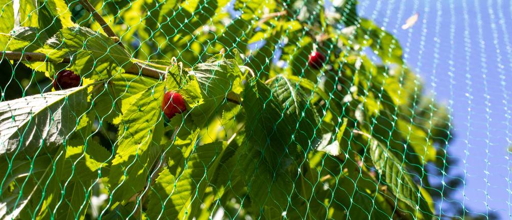 Vogelschutznetz-Test: Ein Kirschbaum in Nahaufnahme mit einem Vogelschutznetz.