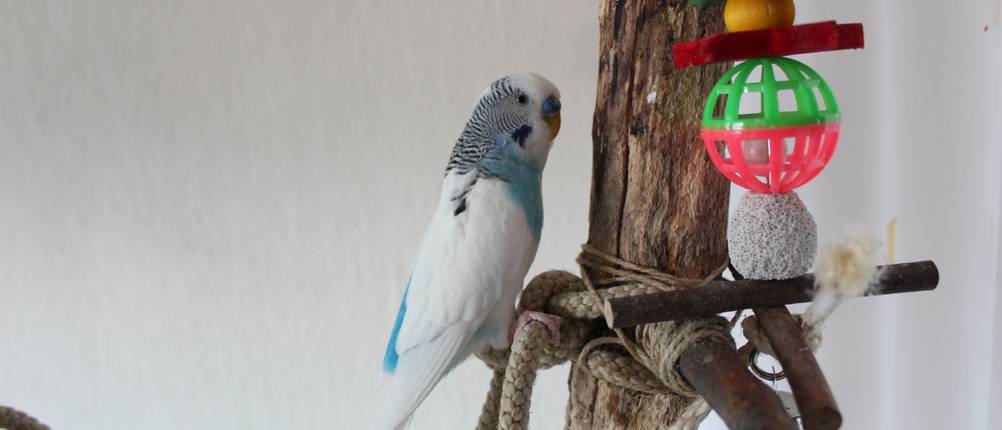 Vogelspielzeuge-Test