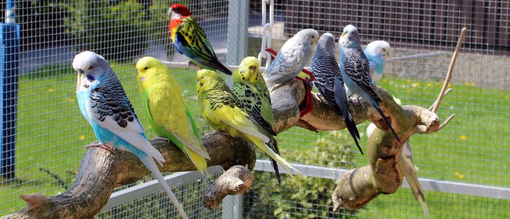 Vogelvolieren-Test