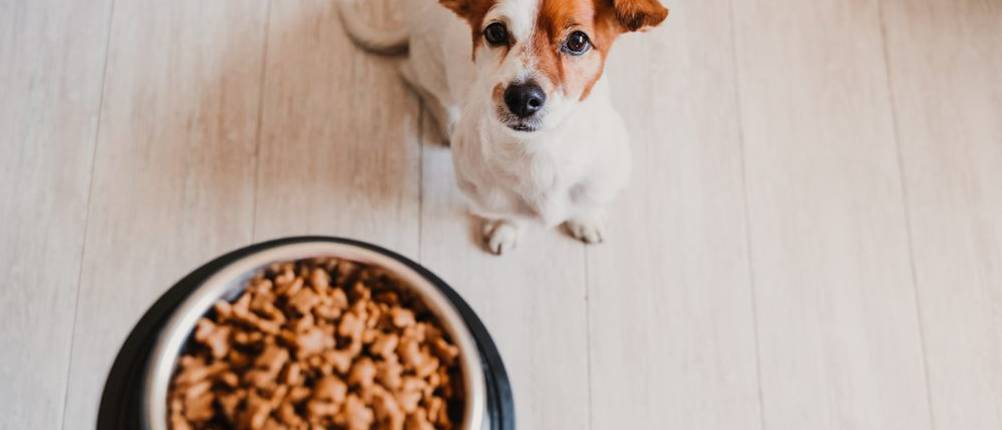 Vollmers-Hundefutter-Test