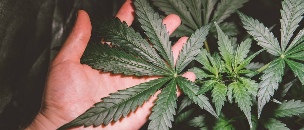 Cannabis-Dünger im Test: Hand berührt Cannabispflanze in der Blütephase.
