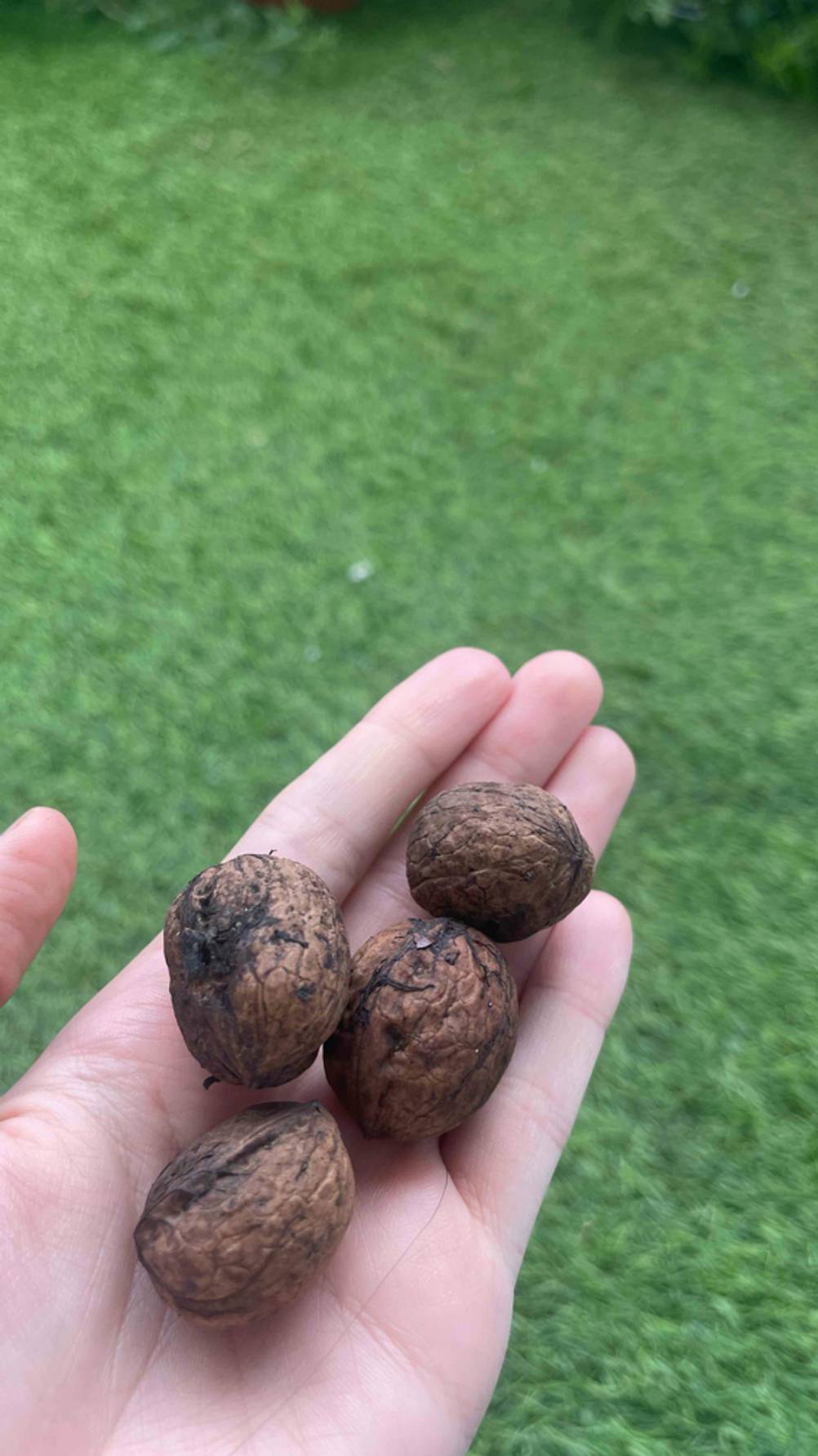 Vier getestete Walnüsse mit Schale liegen auf einer Handfläche über einem grünen Rasen.