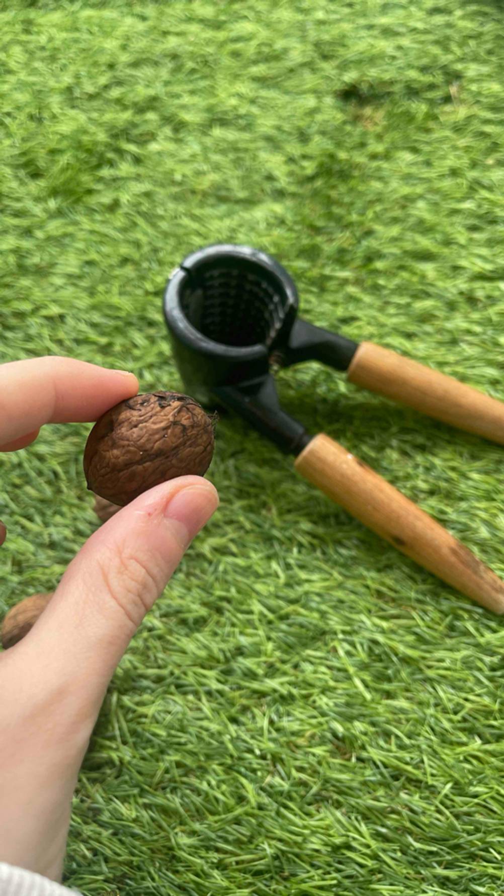 Eine Hand hält die getestete Walnuss mit Schale über einem Nussknacker, der auf einem grünen Rasen liegt.