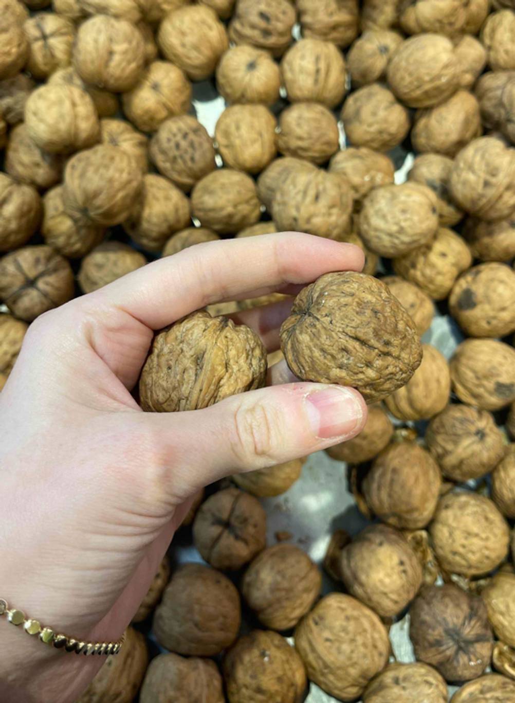 Im Test: Die Walnüsse mit Schale liegen auf einem Haufen. Darüber hält eine Hand mehrere Walnüsse zwischen den Fingern.