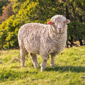 Ein Merinoschaf schaut in die Kamera.