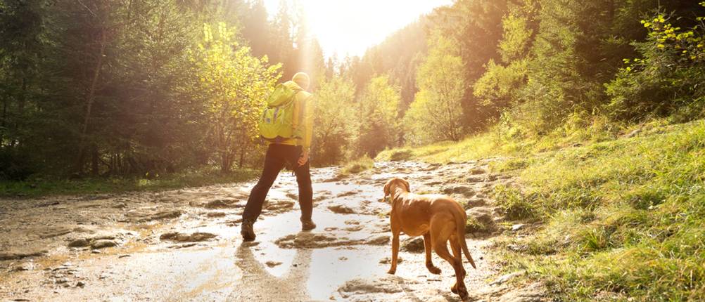Wasserdichte Schuhe für Herren im Test: Mann geht durch ein Flussbett in einem Wald, neben ihm läuft ein Hund.