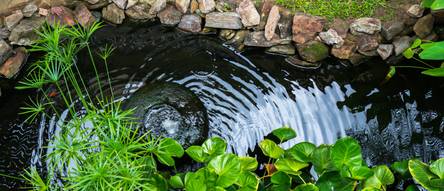 Wasserpflanzendnger Test & Vergleich: Top 10