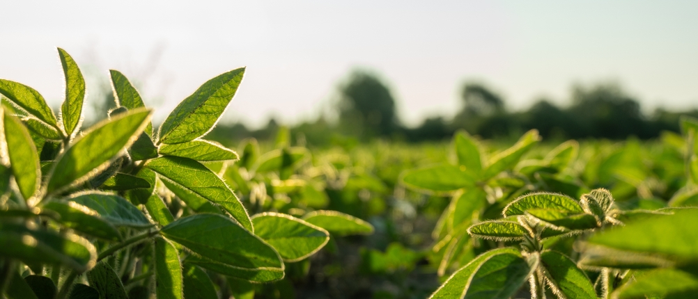 Sojabohnenpflanzen gedeihen in Reihen und erreichen die Sonne auf einem lebendigen landwirtschaftlichen Feld. Das Sonnenlicht hebt die satten grünen Blätter hervor und zeigt ein gesundes Wachstum