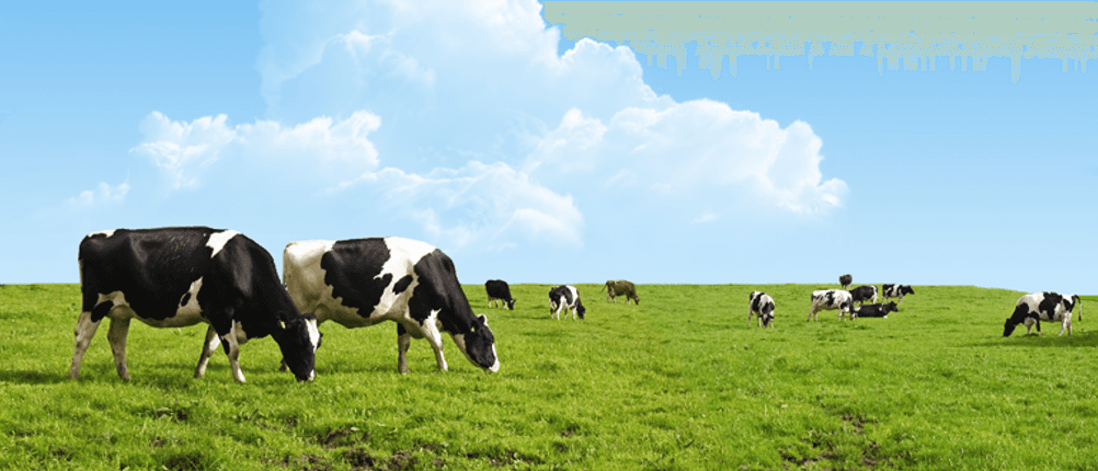 Tiere auf der Weide Biofleisch