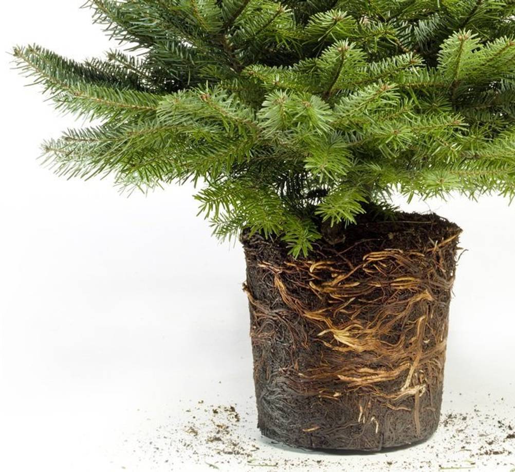 Weihnachtsbaum mit Wurzeln