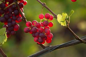 Rote Weintrauben bilden die Grundlage für den erlesenen Geschmack.