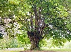 Weißbuche Hainbuche Carpinus betulus