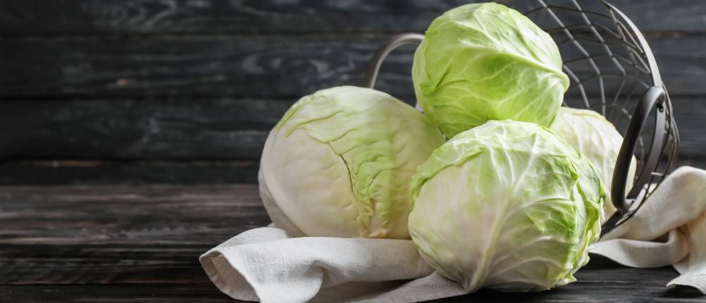 Weißkohl-Samen-Test