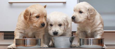 hunde nassfutter mit hohem fleischanteil ohne getreide Hundefutter mit leichtem Geflügel & gesundem Gemüse main image 0