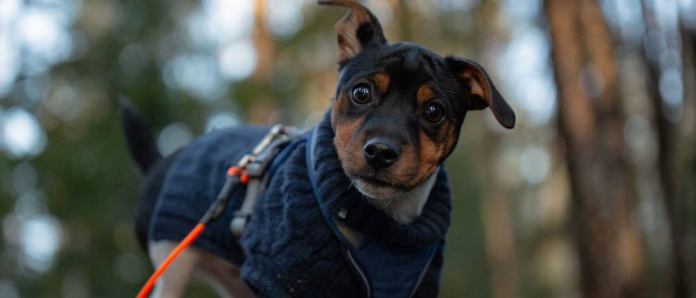 Welpengeschirr-Test: Welpe mit Welpengeschirr und Hundepullover im Wald