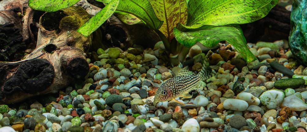 Welsfutter-Test: Ein Wels im Aquarium.