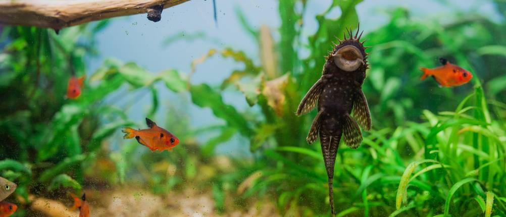 Welsfutter-Test: Ein Wels an der Scheibe eines Aquariums.