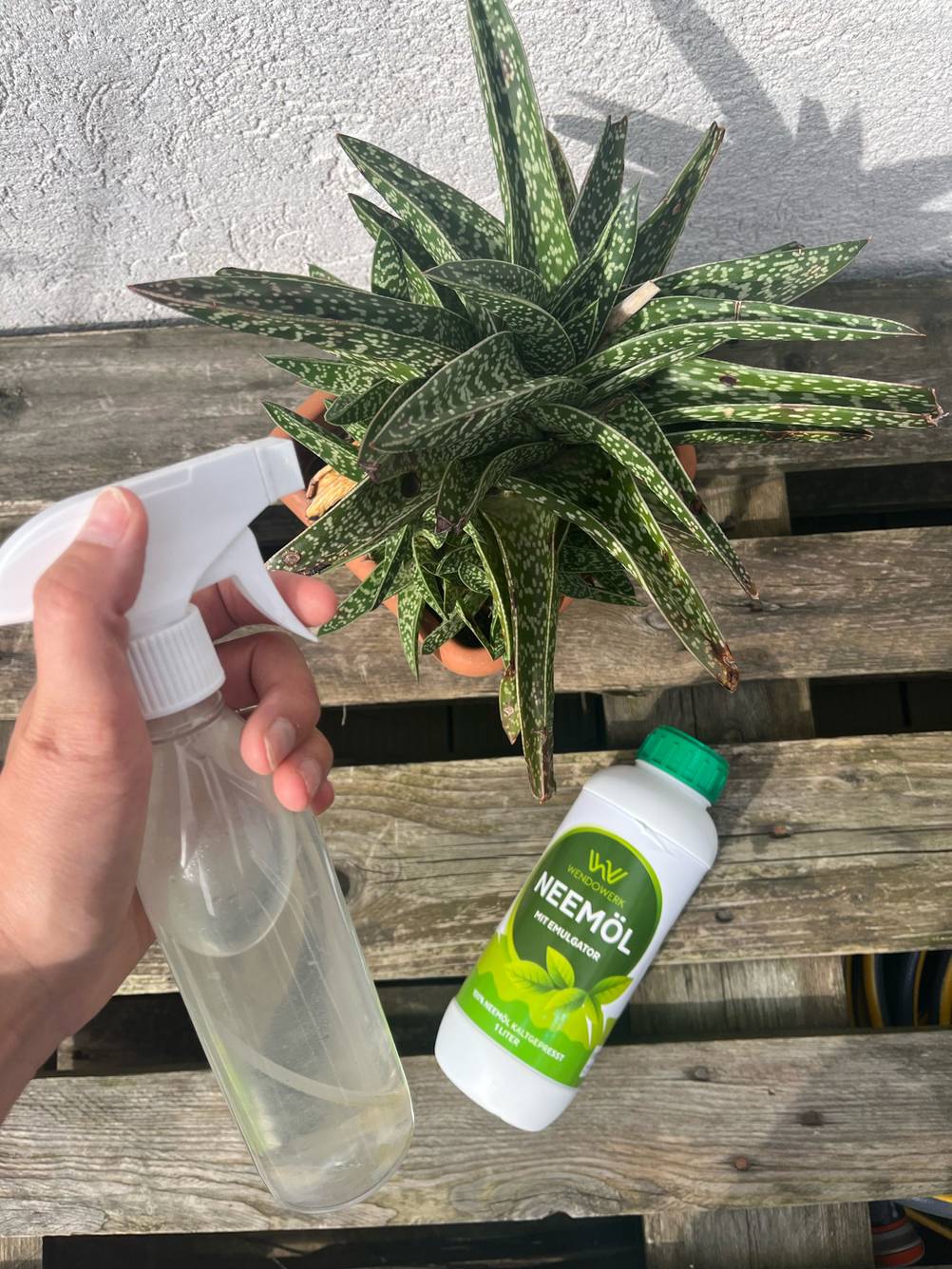 Im Test: Eine Hand besprüht mit einer Sprühflasche eine Grünpflanze, eine Flasche Neemöl liegt daneben.