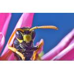 Yellow Jacket (Wasp)