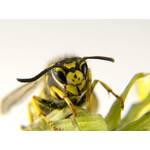 Macro of a European wasp yellow and black markings