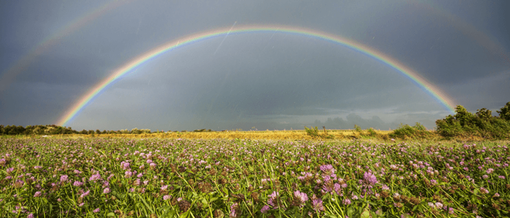 Ein Regenbogen erstreckt sich über ein Feld.