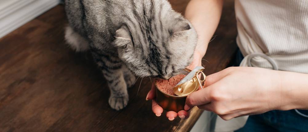 Whiskas-Katzenfutter Test