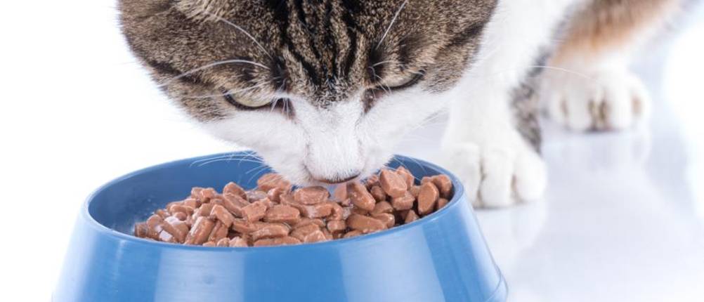 whiskas-nassfutter-test