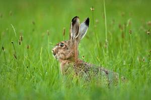 Wie nimmt der Hase Vitamin B1 auf