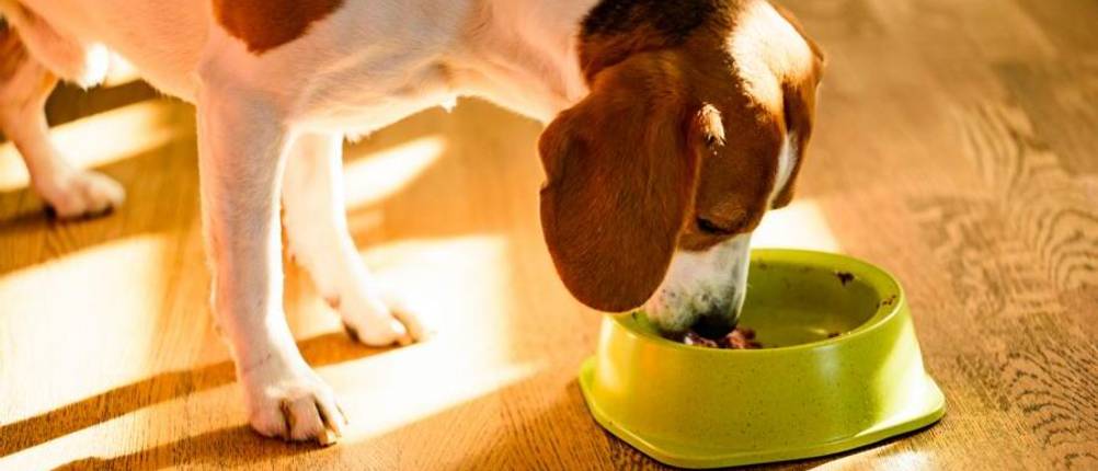 wildes-land-hundefutter-test