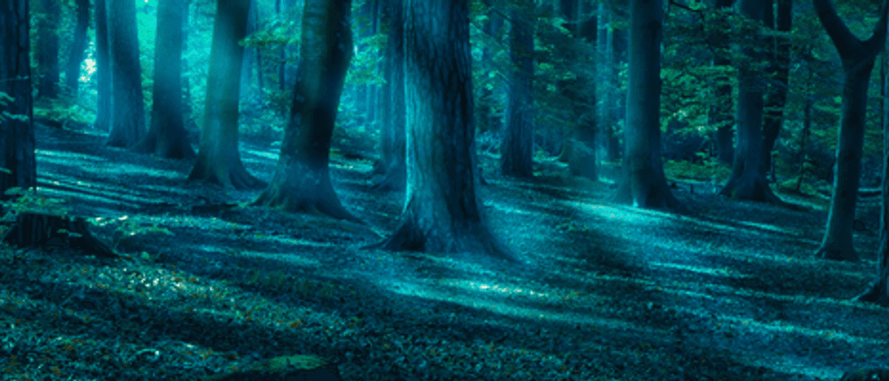 wildkamera-test-wald-tournee