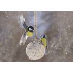 Wildvogelfutter-Test: Zwei kleine Wildvögel an einem Meisenknödel.