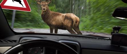 Pack von 2 Hirsch Pfeifen Wildes Tier für Autos Auto Tier Warnung