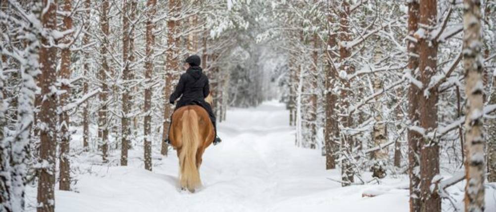 Winter-Reithandschuhe-Test: Eine Person reitet auf einem Pferd durch den Schnee.