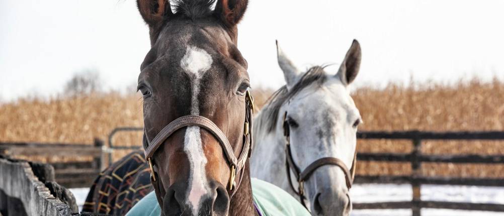 Winterdecke-Pferd-Test: Zwei Pferde mit Pferdedecken auf dem Rücken stehen auf der Weide.