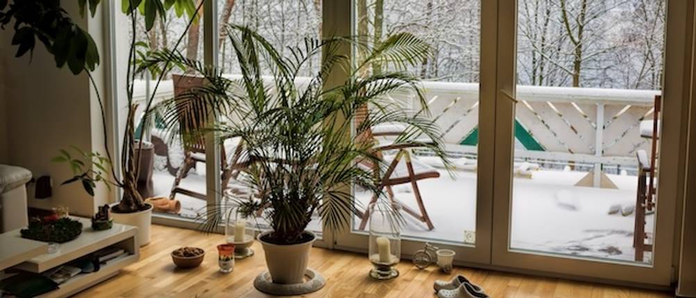 Test einer winterharten Palme in einem Wohnraum vor einem verschneiten Balkon.