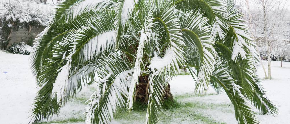 Winterharte-Palmen-Test: Eine große Palme steht schneebedeckt in einem winterlichen Garten.