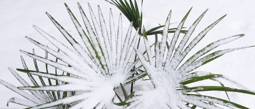 Winterharte Palmen getestet: Schneebedeckte Palmblätter in Nahaufnahme.
