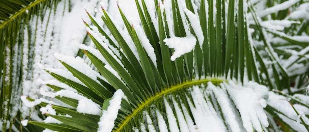 Winterharte Palmen im Test: Nahaufnahme von den Blättern einer Fächerpalme mit Schnee.