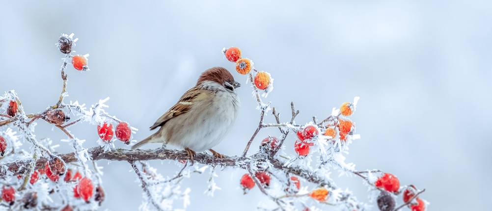 Wintervogelfutter-Test: Ein Vogel sitzt au einem vereisten Beeren-Strauch. 