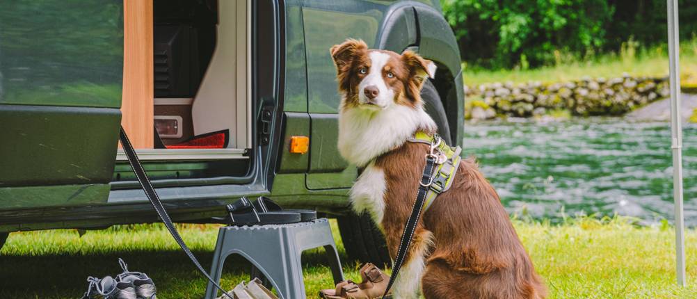 Wohnmobil mieten getestet: Ein brauner Hund steht vor einem Wohnmobil, der am Fluss geparkt ist.
