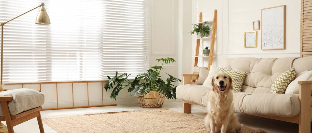 Ein Golden Retriever sitzt auf einem hellbraunen Teppich vor einem beigen Sofa. Im Hintergrund ist ein Regal mit Pflanzen und eine große Pflanze auf dem Boden. Auf der linken Seite steht eine goldene Lampe.