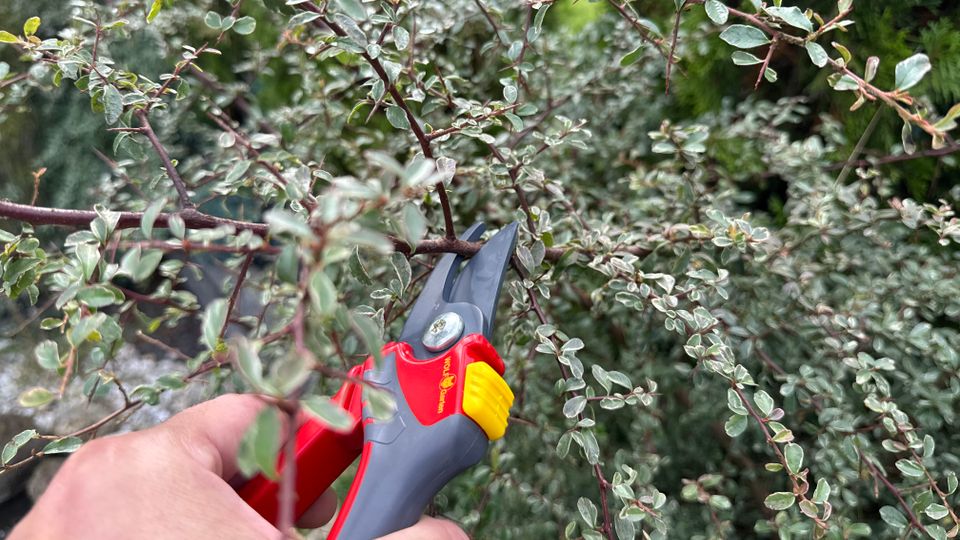 Mit der Wolf-Gartenschere Comfort Plus wird ein Ast abgeschnitten