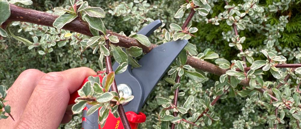 Ein Ast wird mit der Wolf-Gartenschere Comfort Plus durchgeschnitten