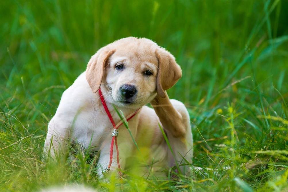 wolfsblut-hundefutter-allergie