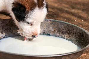 wolfsblut-hundefutter-ernaehrung