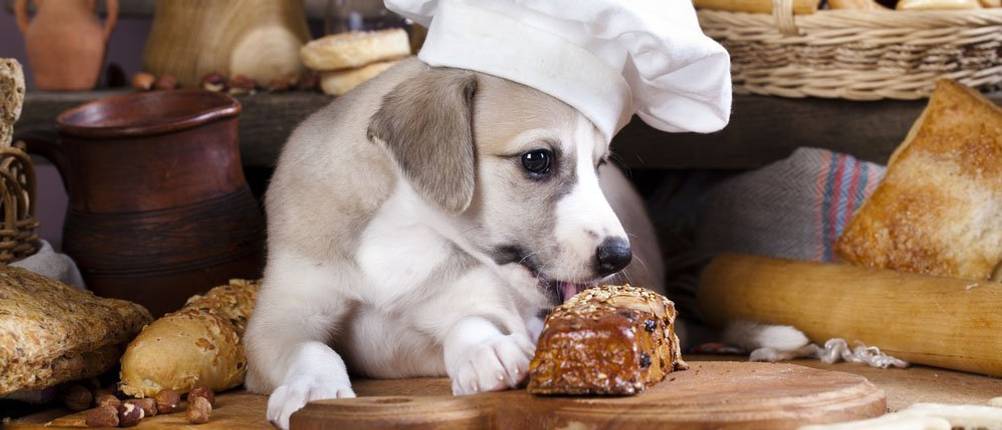 wolfsblut-hundefutter-getreide