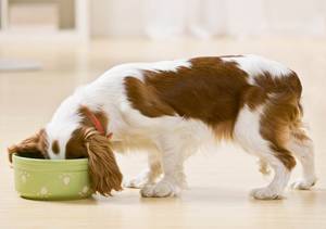 wolfsblut-hundefutter-kleine rassen