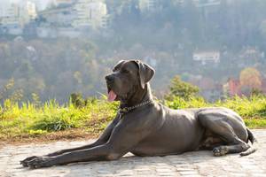 wolfsblut-hundefutter-rassen