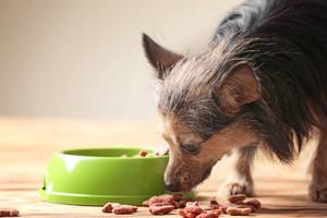 wolfsblut-hundefutter-senior