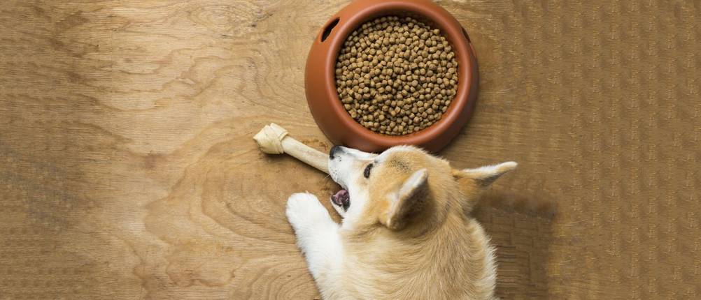 wolfsblut-hundefutter-test